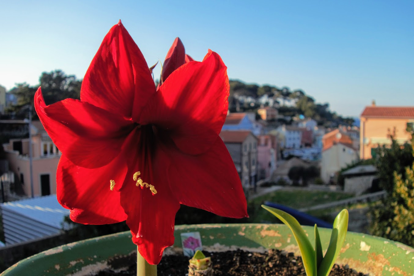 Amaryllis residence